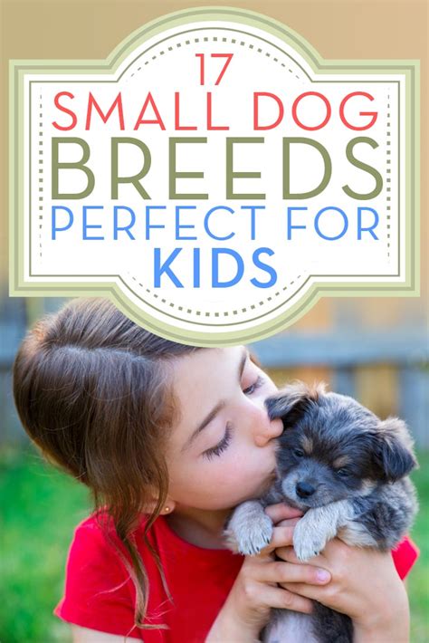 17 Small Dog Breeds That Are Good With Kids Top Dog Tips