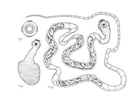 Tapeworm Drawing At Getdrawings Free Download