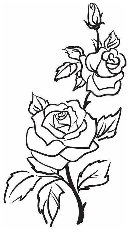 Bunga Drawing Mawar Outline Rose Servergambar01 Dari