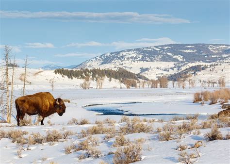 Winter In Yellowstone National Park Oil Art And Collectibles