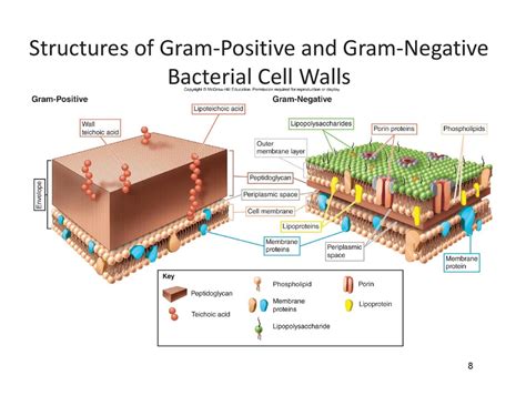 Cell Wall Structure Of Gram Negative Bacteriastructur