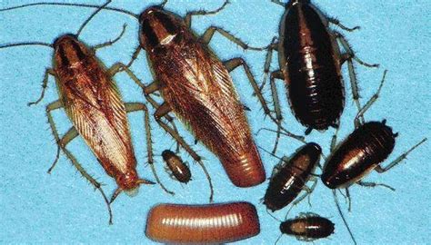 What Do Cockroaches Look Like Sciencing