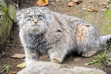 Fast And Furrrry 8 Russian Wild Cats You Should Avoid Meeting Russia