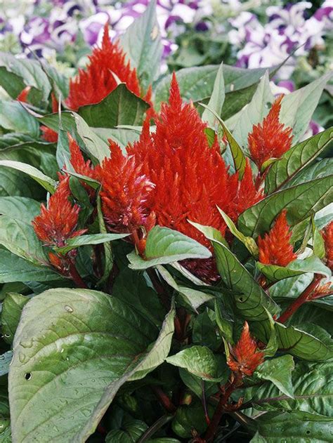 Best Red Flowers For Your Garden Better Homes And Gardens
