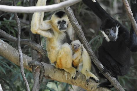Cute Alert Bronx Zoo Shows Off First Baby Gibbon Born There In 12