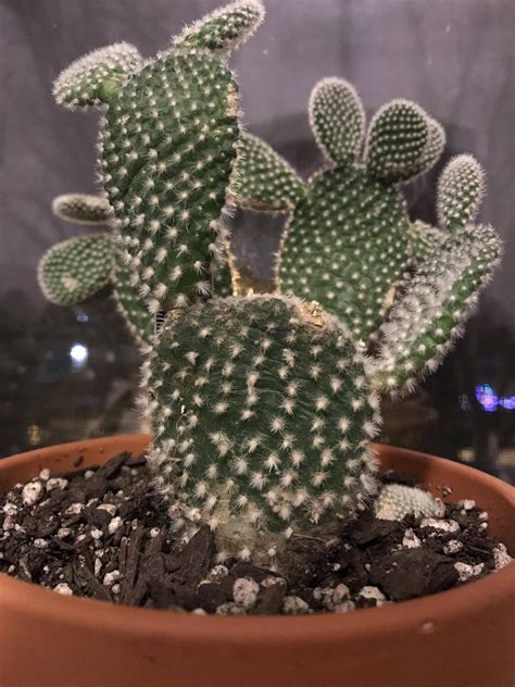 Bunny Ear Cactus Wrinkleddrooping Plantclinic