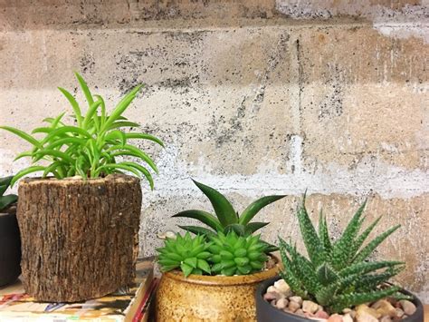 Maybe you would like to learn more about one of these? Succulent Care Guide: High vs Low Light Succulents — Retro Den