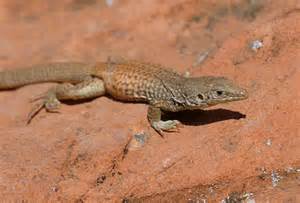 Types Of Reptiles List Unknown species of whiptail