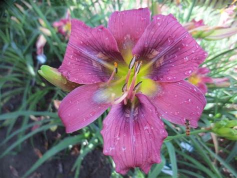 Photo Of The Bloom Of Daylily Hemerocallis Blue Viper Posted By