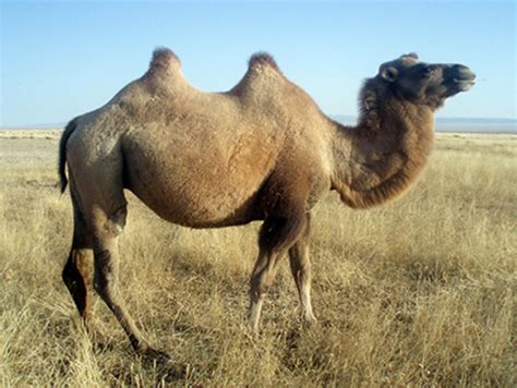 Wild Bactrian Camel Naturerules1 Wiki Fandom