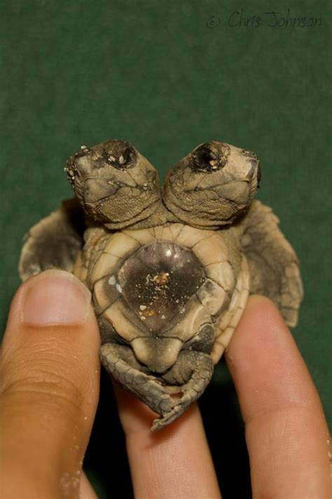 However, the temperature ranges from 76 to 85 degrees fahrenheit. earthandanimals: 2 heads better than one. Each... | Turtle ...