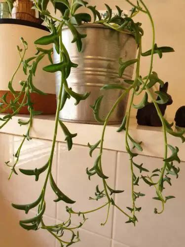 String Of Dolphins How To Grow Care Propagate Repot Guide