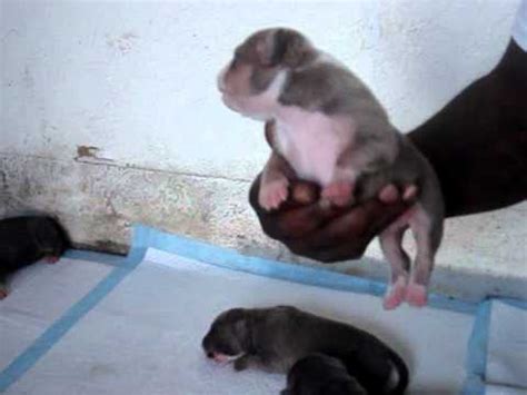 Home of the world's best extreme build pocket american bullies. BULLY TRI COLOR RAZORSEDGE PUPPIES!! XCLUSIVE!!! - YouTube