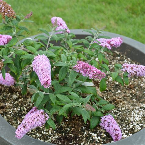 Butterfly Bush Pugster Pink Indy Plants