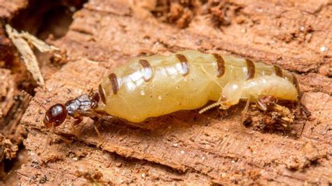 Termite Queen King Recognition Pheromone Identified