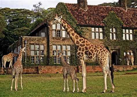 Giraffe Manor | Kenya Luxury Safari Lodge | Ubuntu Travel