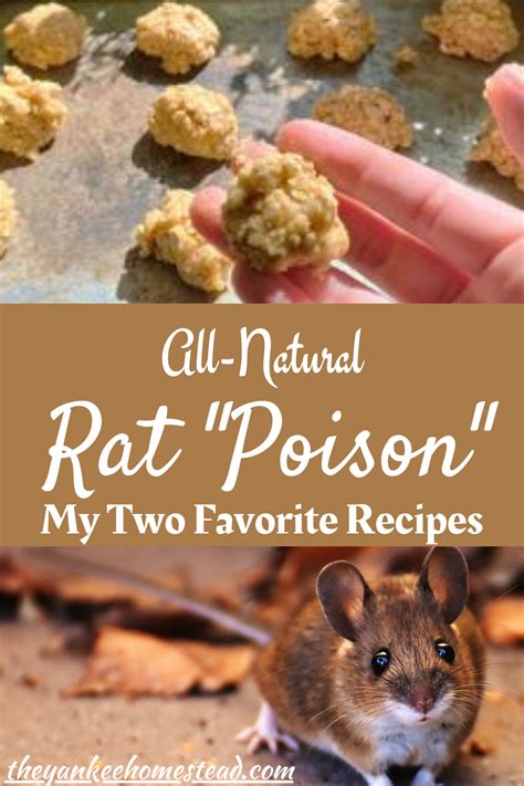 All Natural Rat Poison Recipes Rat Poison Homemade Rat Poison