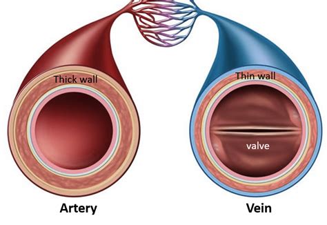 Chronic Venous Insufficiency And Varicose Veins