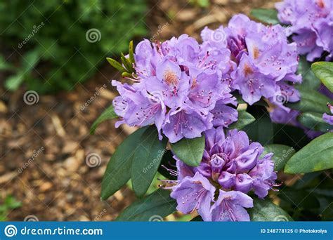 Rhododendron Catawbiense Grandiflorum Purple Flowers And Buds Close Up