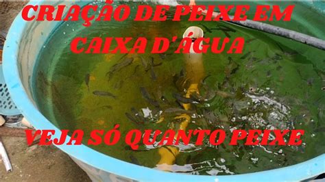 Criação De Peixe Em Caixa Dágua Psicultura Youtube