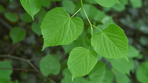 British Tree Leaf Guide Tooluli