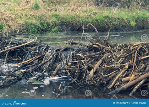 beaver dams on the river in the forest stock image image of beaver mammal 146198809
