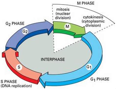 Ciclo Celular Y Mitosis Biología