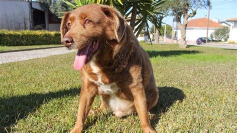 Bobi The Purebred Rafeiro Do Alentejo Becomes Worlds Oldest Dog On