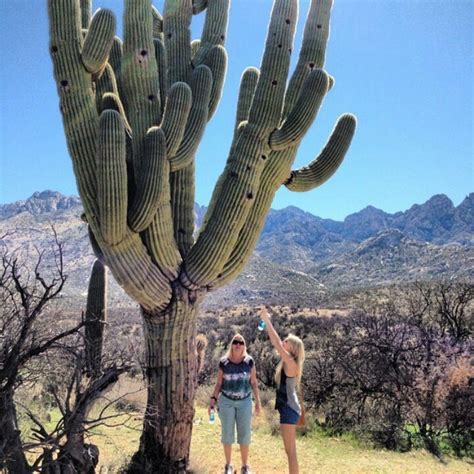 The saguaro cactus is the largest cactus in the united states, and will normally reach heights of 40 feet tall. Pin by Cathy Y. on Arizona | Pinterest