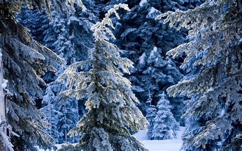 Snow Covered Forest Hd Wallpaper Wallpaper Flare
