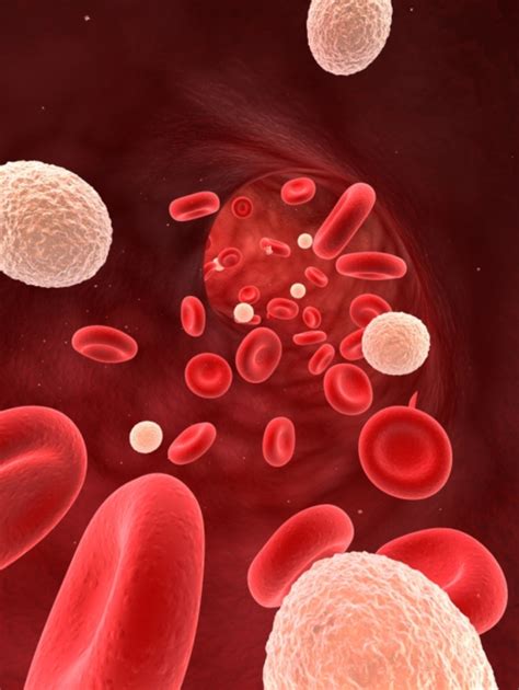White Blood Cell Count Low Neutropenia In Children Low Neutrophils