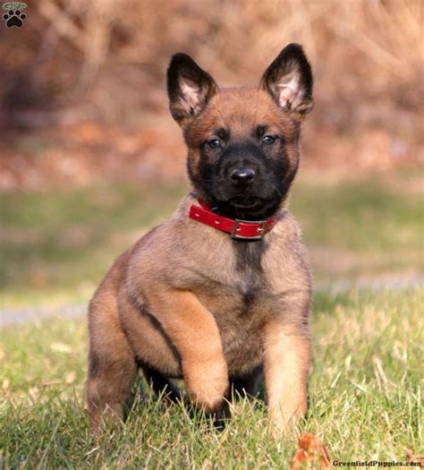 A Brown And Black Puppy Sitting In The Grass With Its Paw Up To His Chest