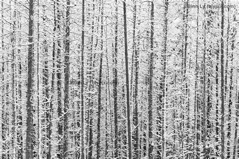 44 Winter In The Rockies Wallpaper Wallpapersafari