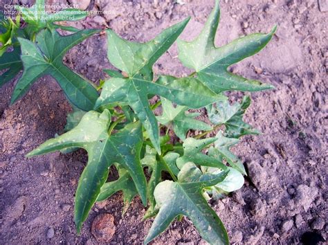 Plantfiles Pictures Sweet Potato Diane Ipomoea Batatas 1 By