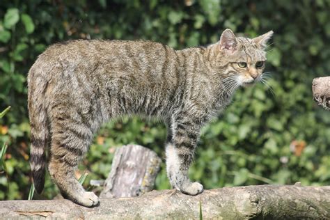 Scottish Wildcat Zoochat