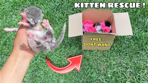 If you have recently taken in some newborn kittens, you will have your work cut out for you. RESCUED! NEWBORN KITTEN LEFT IN BOX - YouTube