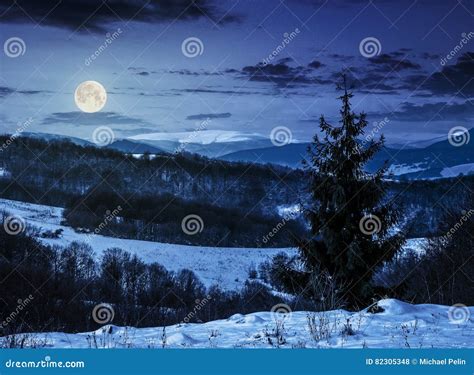 Spruce Tree On Snowy Meadow In Mountains At Night Stock Photo Image