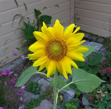Boise Daily Photo Garden Shot Small Sunflower