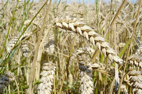 Highest Wheat Yield On Record Predicted For 2014 Farminguk News