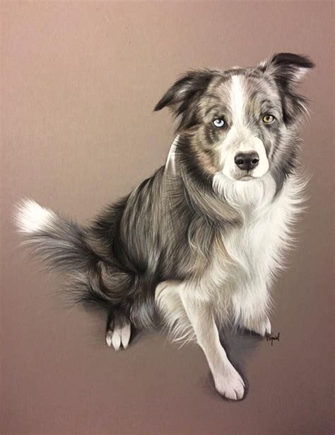 Australian Shepherd Dog Drawing Dog Art Dog Portraits