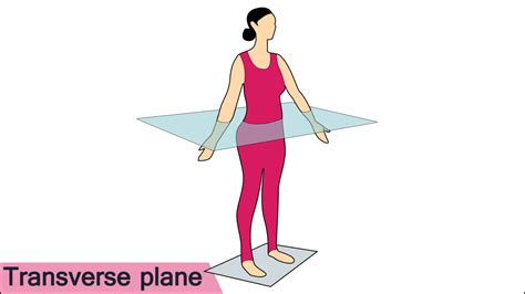 Transverse Plane Yoga Anatomy Upper Back Muscles Human