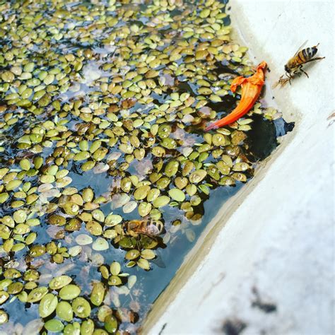 We did not find results for: HOW TO KEEP BEES OUT OF YOUR POOL - Beekeeping Like A Girl