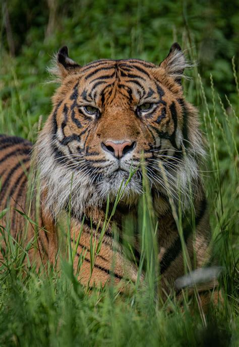 Chester Zoo Welcomes Endangered Sumatran Tiger Dash With Hope For Cubs