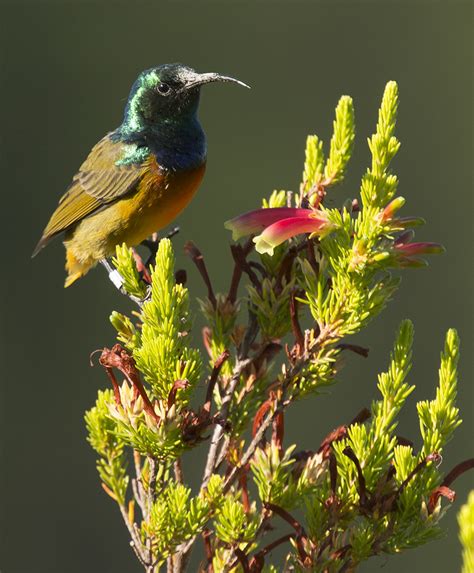 Orange Breasted Sunbird Helderberg Nature Reserve Flickr