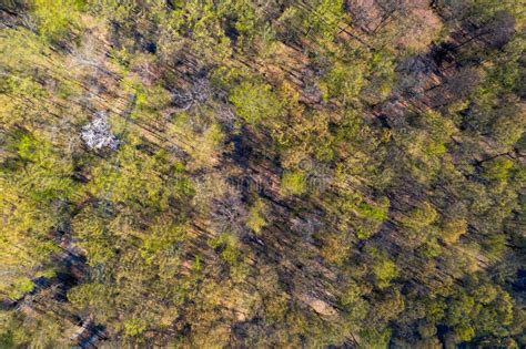 Spring Forest Top View Stock Photo Image Of Environment 182593016
