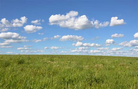 Taken For Granted: Prairie Grass