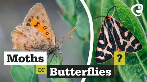 Differences Between Butterflies And Moths