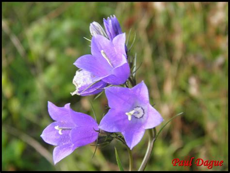 Fleur Bleue à 5 Pétales