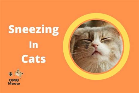 Why Is My Cat Sneezing A Lot 7 Causes What To Do