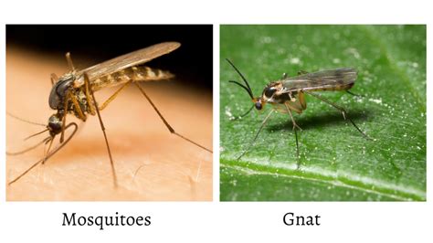 Mosquitoes And Gnats Whats The Difference